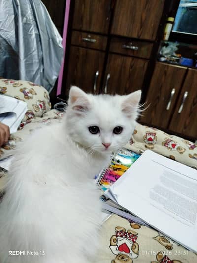 persian kittens for sale