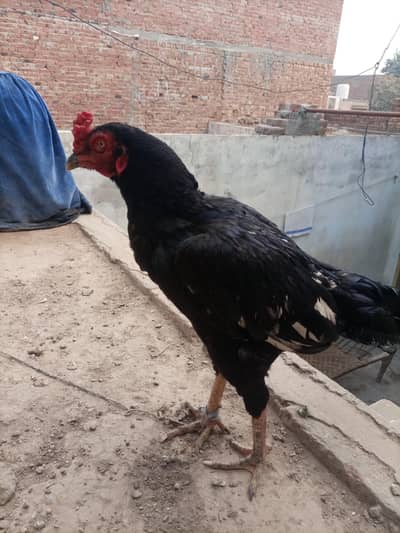 9 month aseel kala pathaa