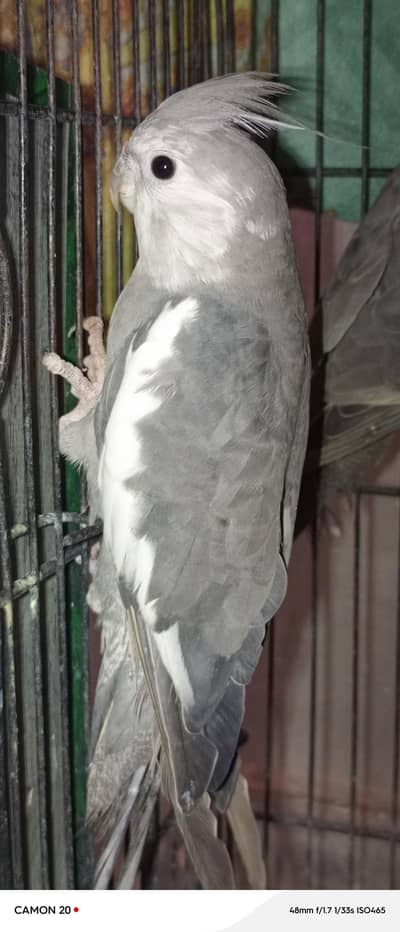 gray female cocktails