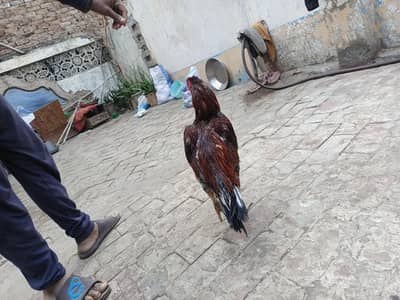 Aseel Murga Fulll Healthy And Active