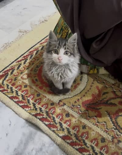 Long hair jungle cat nice look