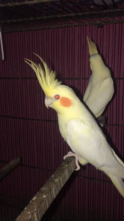 Cream Cockatiel