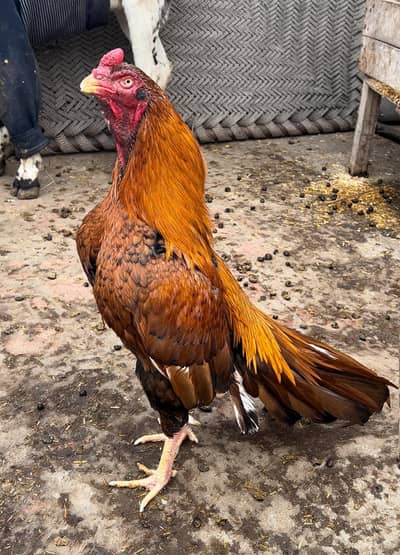 Aseel murga 03041979402