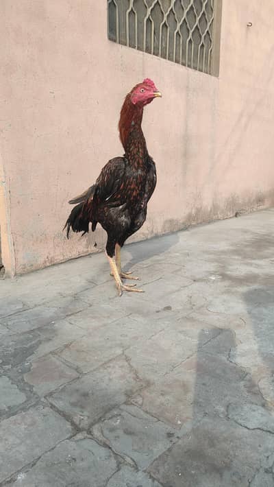 pure aseel long Haight Murgha