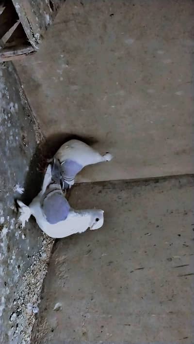 German Tie Breeder pair Four sale