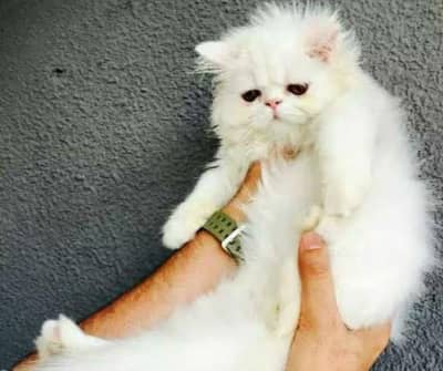 extremely punch to piki CFA bloodline female cat