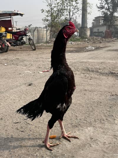 Aseel long height thai crossed