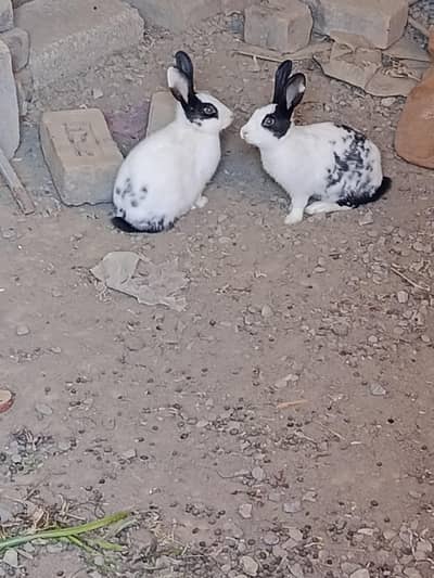 Rabbits