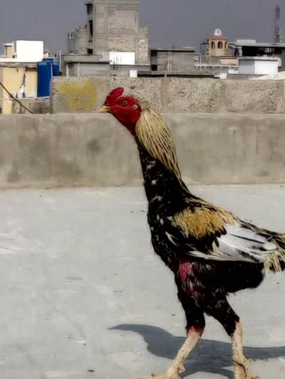 Peela jawa male lara hua hai . . .