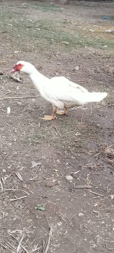 white muscovy breeder male