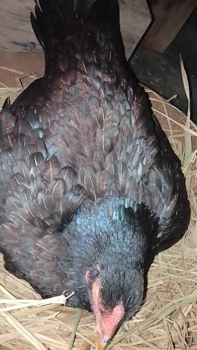 kurak murgi | hen with chicks | kurak murgi with eggs | mianwalii hen