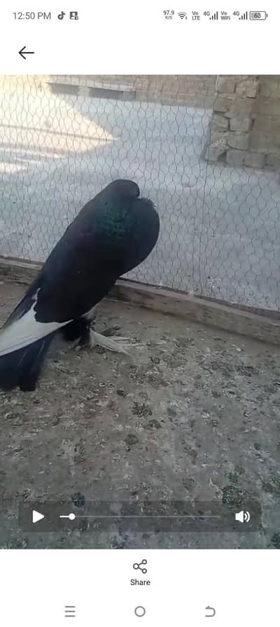 Black pamoreyan brederpaire. Rs. 12000. and Red magpai 8 Kali  Rs. 6500.