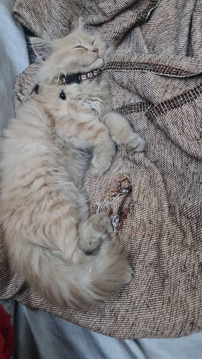 Persian triple coated male yellow eye