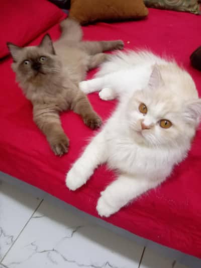 Pure Persian pair for sell Fully vaccinated (urgent Leaving Pakistan)