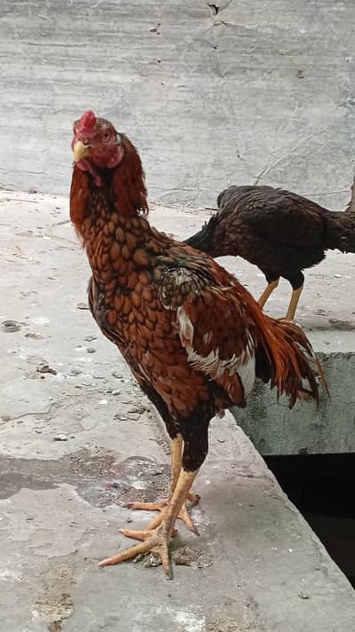 Mianwali Lakha Aseel Pair