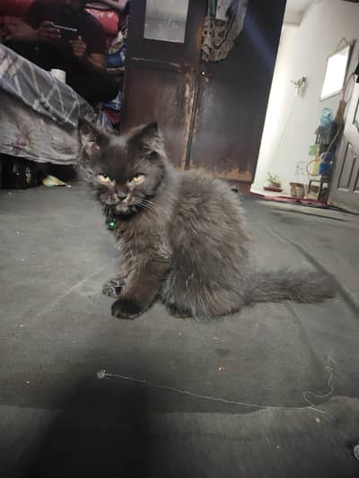 persian triple coated male kitten