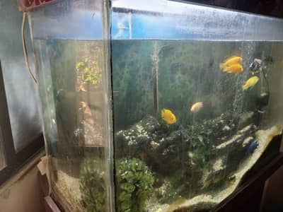 fish aquarium African chiclet colour full all setup sale