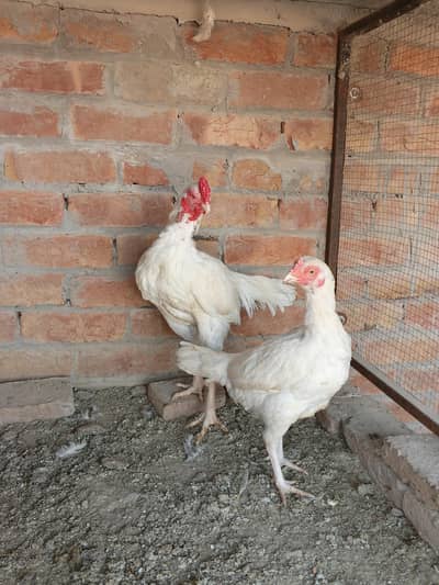 White heera breeder pair