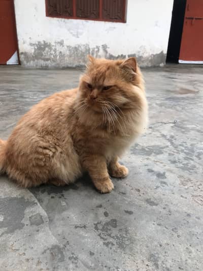 Brown Persian Cat Available for Adoption
