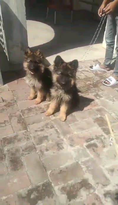 German shepherd puppies  double cot my WhatsApp number 0340729094o