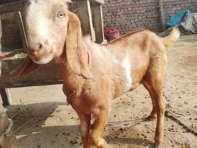Bakra for sell