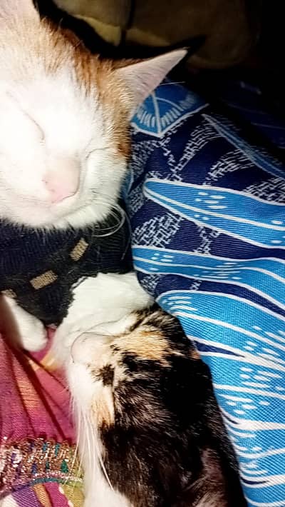 Persian tabby kittens for adoption