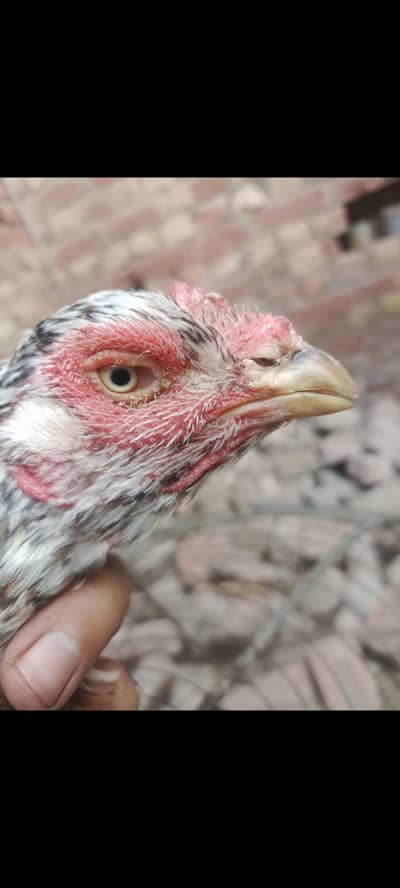 Top class 4 sale aseel madi