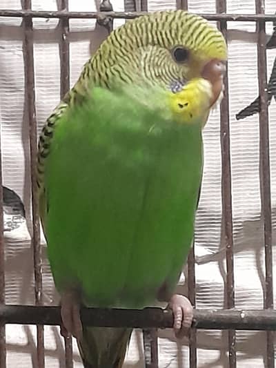 •Budgies babies two male and female