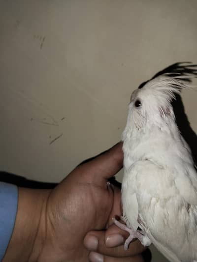 Hand Tamed Cocktail for sale