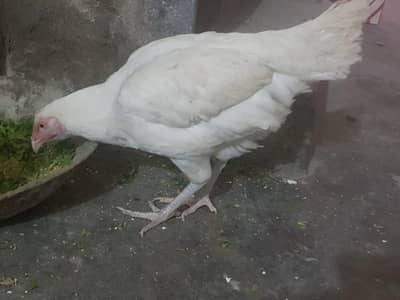 aseel heera or aseel thai murghe for sale