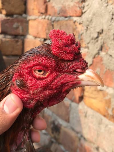 high quality patha  for sale