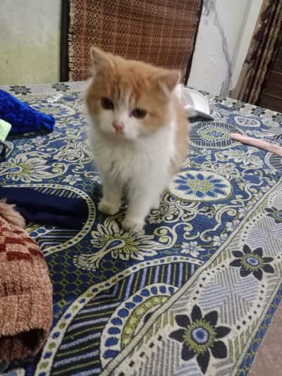 Good cat sell fast ⏩