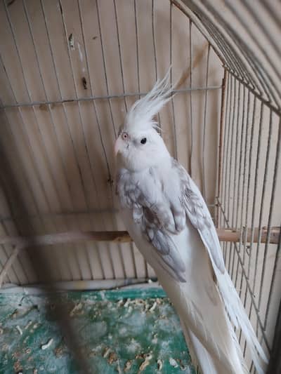 Butterfly vpied male