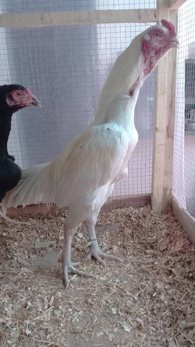 Heera Aseel for sale