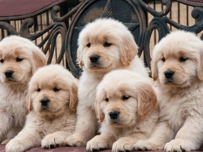 golden retriever 03425137217