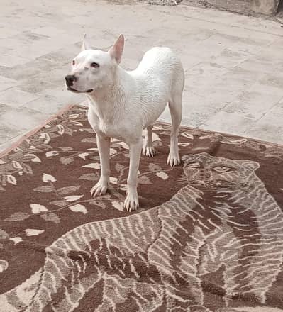 kohati gultair  pershion