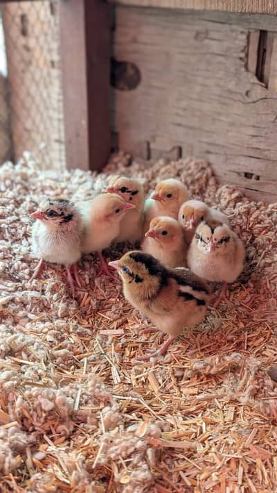 aseel mushka female high quality with 8 chicks.