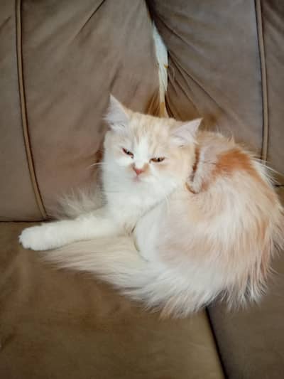 Pure Persian Cat for sale triple coted