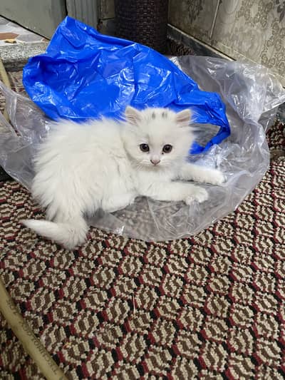 Persian cats for sale