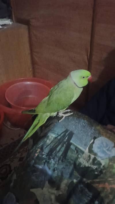 parrot for sale
