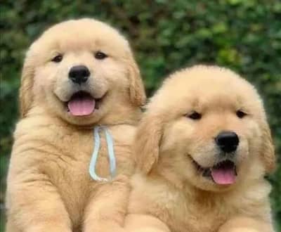 golden retriever puppy 03425137217