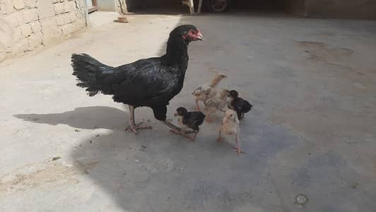 Miawali Mushka Aseeel with chicks