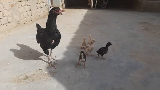 Miawali Mushka Aseeel with chicks