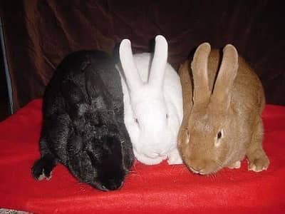 Rabbits for sale every size and different breeds available