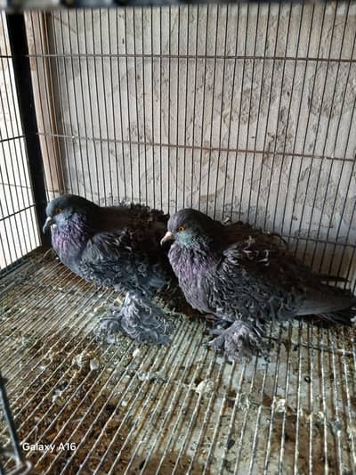 jet black frill back breeder pair for sale