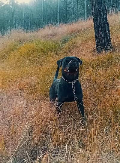 non ped rottweiler male