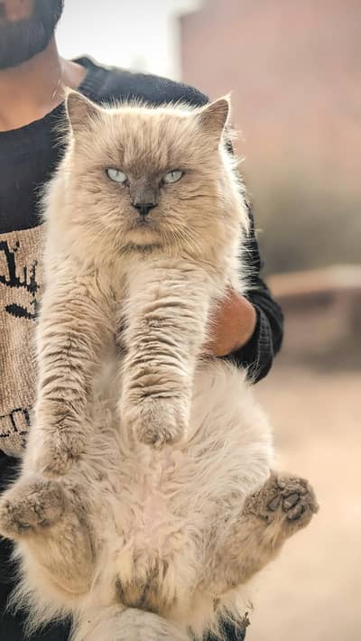 Pure Himalayan Persian Male  Available For Sale