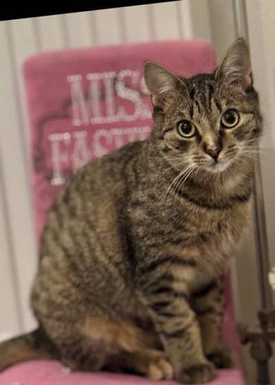 British Pragnent female