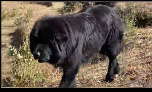 Bakharwal/bhote dog tibeti bloodline