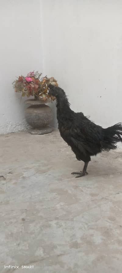 Ayam cemani pure black toung hen for sale
